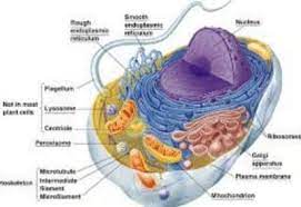 We did not find results for: Dinding Sel Pengertian Ciri Komponen Fungsi Dan Pembentukan