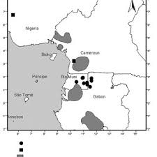 Image result for Ancistrorhynchus ovatus
