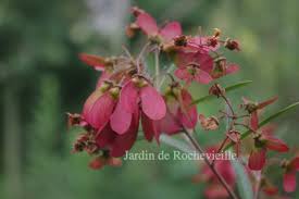 Image result for Heteropterys glabra