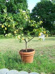 Zitronenbaumchen Im Kubel Zitronen Baum Garten Anpflanzen Zitronenbaum