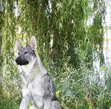 The rare tri color sable male is 105 lbs the black and silver 115 at 10 months old. German Shepherd Puppies Silver Sable Pets Lovers