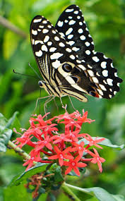 Image result for Rhodopentas