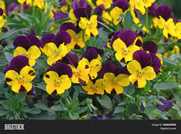It is a plant that's easy to grow and spreads quickly if not tended to. Closeup Pansy Purple Image Photo Free Trial Bigstock