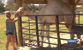 Authorities in louisiana say a camel at a truck stop petting zoo sat on a woman after she crawled into its enclosure. Woman Bites A Camel S Genitals To Escape After The Animal Sat On Her At A Truck Stop In Louisiana Express Digest