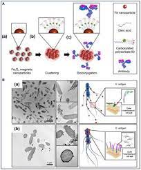 In a metal detector this is the number of electronic waves sent into the ground to detect metal. Frontiers Applications Of Iron Oxide Based Magnetic Nanoparticles In The Diagnosis And Treatment Of Bacterial Infections Bioengineering And Biotechnology