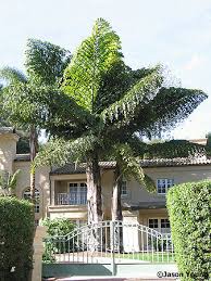 Image result for Caryota