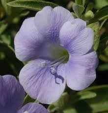 Image result for Barleria lancifolia
