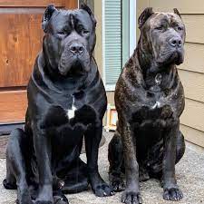 The right bloodlines and early socialization as a result will make a huge difference. Canecorsoeurope Comment Eduquer Son Chien En Seulement 15 Minutes Par Jour Une Educatrice Professionnelle Giant Dog Breeds Bully Breeds Dogs Cane Corso Dog