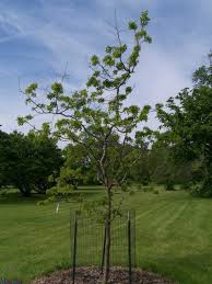 Hardwood tree species native to south dakota drought tolerance alkaline (high ph) tolerance (3) planting region (1) size, form, and other information (2) Twisty Baby Black Locust Robinia Pseudoacacia Lacy Lady Permaculture Gardening Dappled Light Fruit Trees