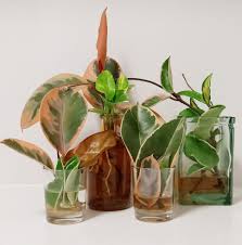 Experimental Propagation Station Ficus Elastica Ficus Propagation