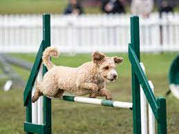 Club Administration | Events & Activities | The Kennel Club