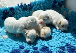 If she is a small or toy breed (and i am assuming she may be as she had only two pups) it's actually pretty important she feeds her pup for as long as possible. How To Deliver Puppies That Are Stuck Without Feeling Any Pressure