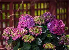 Endless Summer Summer Crush Hydrangea In 2021 Hydrangea Not Blooming Bigleaf Hydrangea Summer Hydrangeas