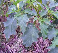 Image result for Datura stramonium