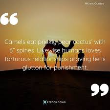 Dromedary camels tear through prickly pear cactus with 6 inch needles. Camels Eat Prickly Pear Cactus With 6 Spines Likewise Humans Loves Torturous Relationships Proving He Is Glutton Spiritual Quotes Relationship Spiritual Path