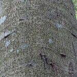 Image result for Newtonia buchananii