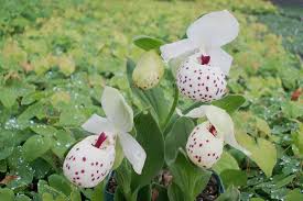 Frauenschuh Orchideen Fur Den Garten Online Gartencenter Die Flora