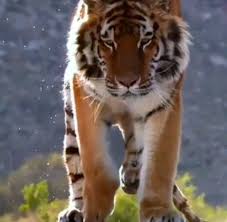 Iberian Lynx Cat In 2020 Tiger Spirit Animal Tiger Pictures Pet Tiger