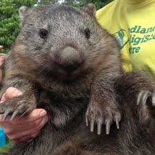 Wildlife Things To See And Do Queensland Australia Wombat Animals Wild Wildlife