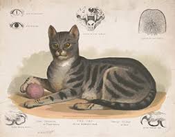 Free To Use And Reuse Cats Free To Use And Reuse Sets Library Of Congress