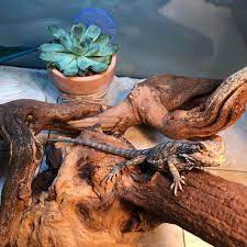 They are rich in vitamins, antioxidants and many other minerals. Is It Okay If My Dragon Eats Succulents Beardeddragons