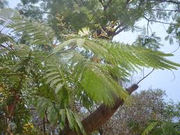 Image result for Albizia chinensis