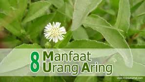 Hal ini karena kandungan magnesium di dalamnya yang mampu menenangkan pikiran dan membantu meningkatkan kualitas tidur serta suasana hati. 8 Manfaat Urang Aring Untuk Kesehatan Dan Rambut Khasiat Sehat