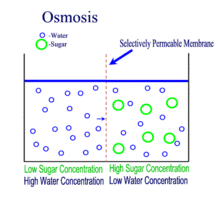 We did not find results for: Diffusion Osmosis Tonicity How Osmosis Affects Cells With Cell Walls Bacteria Plants Fungi Differently Than Thos Osmosis Osmotic Pressure Biology Notes