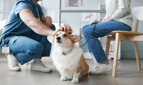 Why Regular Vet Visits Are Essential For Your Pet's Health And Well-Being?