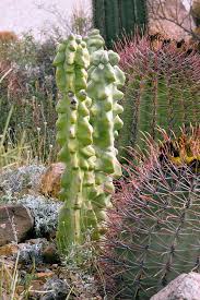 Image result for Lophocereus