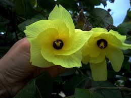 Image result for Hibiscus ludwigii