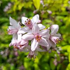 Image result for Deutzia x hybrida ′Mont Rose