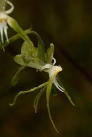 Image result for Habenaria schimperiana