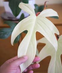 Philodendron Florida Ghost Edenmcr Indoor Plant Shop Etsy Plants Pretty Plants Plant Care