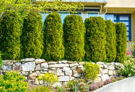 The right choice, and you can have a privacy hedge which will attract more eyeballs than the activities inside possible could. How To Creating Privacy Hedges For Your Customer S Space Total Landscape Care