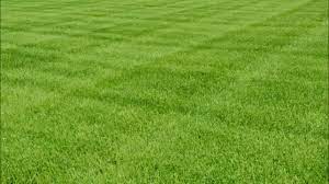 Let our seasoned lawn care professionals take care of your lawn care and maintenance. Emerald Lawn Service Plus Home Facebook