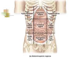 Coordinate plane quadrants labeled pre algebra pt1 u1l10. Introduction To Anatomy Physiology Ppt Video Online Download