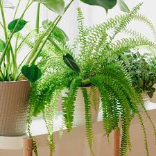 Image result for Nephrolepis