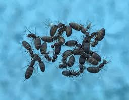 Check spelling or type a new query. How To Get Rid Of Flying Ants In Pool Getridofallthings Com
