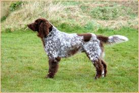 Demodex mites live in hair follicles and usually don't cause any problems. German Longhaired Pointer Puppies Price Facts Breeders Temperament Animals Adda