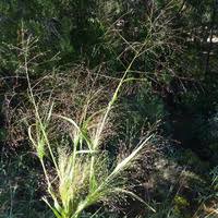 Image result for Panicum brevifolium