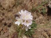 Armeria (DC.) Willd. | Plants of the World Online | Kew Science