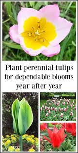 The Best Perennial Tulips For Dependable Multi Year Blooms Best Perennials Perennials Spring Flowering Bulbs