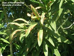 Image result for xylella fastidiosa oleander symptoms