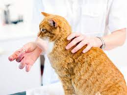 No cat wants something shoved down his throat, and he will fight you cats that are used to eating dry cat food will see the wet food and think of it as a treat. How To Safely Give Your Cat A Pill