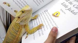 The argument promptly ended when the iguana jumped at the glass and slid to the floor while the beardie laughed. Bearded Dragon Vs Iguana 6 Key Differences You Must Consider