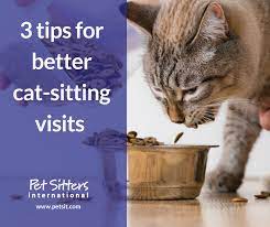 Cats are happiest when they are in their own home, surrounded by secure, familiar sights, sounds and smells. Cat Sitting Services 3 Tips For Better Cat Sitting Why Every Other Day Visits Shouldn T Be An Option