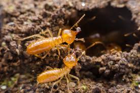 The first thing that you need to do when approaching a termite problem is to do a termite the baits work by attracting the termites to feed on the bait which contains a slow acting poison that the termites carry with them back to their colony. Termite Spray How Does It Work Terminix