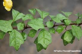 Growing of gmelina arborea in agroforestry model is a commercial practice in tamilnadu. Search Within This Service Search Home Resources Field Guides Comparison Of Similar Looking Plants Spot Characters News About Us View All Species Toggle Mobile Search Bar Toggle Mobile Menu Select Categories To Search All Flora Fauna Search For