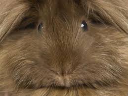 You can feed your cavy a few broccoli leaves one day and the stems and heads the other day. Can Feeding A Guinea Pig Rabbit Food Make It Sick Animals Mom Com